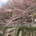 Sakura0326_1