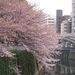 Sakura0327_2