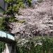 Sakura0329_2