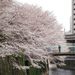 Sakura0329_3