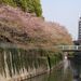 Sakura0410_1