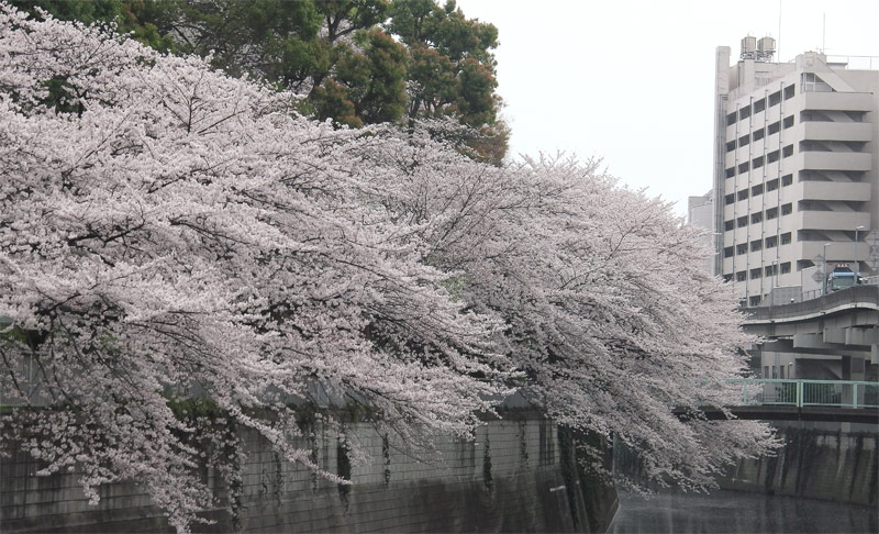 小雨そぼ降る江戸川公園の桜 03photo Info