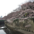 Sakura2017_035