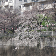 Sakura2017_022
