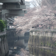 Sakura2017_024