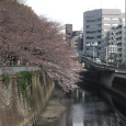 Sakura2017_031