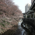 Sakura2017_027