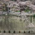 Sakura2017_033