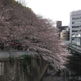 Sakura2017_046