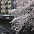 Sakura2017_117