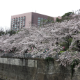 Sakura2017_118