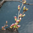 Sakura2018_007