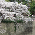 Sakura2018_027