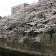 Sakura2018_028