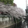 Sakura2018_026