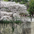 Sakura2018_037