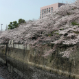 Sakura2018_038