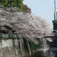 Sakura2018_036