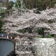 Sakura2018_042