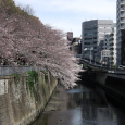 Sakura2017_053