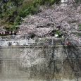 Sakura2017_049