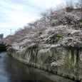 Sakura2017_050