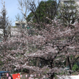 Sakura2017_055