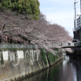 Sakura2017_048