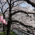 Sakura2017_084