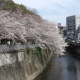 Sakura2017_097