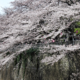 Sakura2017_094