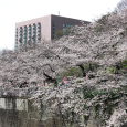 Sakura2017_095