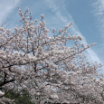 Sakura2017_099