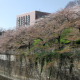 Sakura2017_139