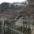 Sakura2017_011