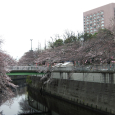 Sakura2017_039