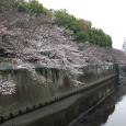 Sakura2017_045