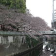 Sakura2017_037