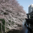 Sakura2017_064