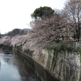 Sakura2017_058