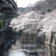 Sakura2017_059