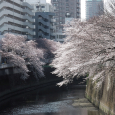 Sakura2017_065