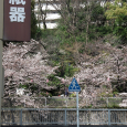 Sakura2017_074