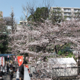 Sakura2017_068