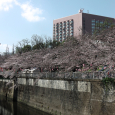 Sakura2017_071