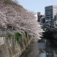 Sakura2017_081