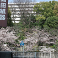 Sakura2017_075