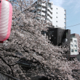 Sakura2017_102