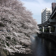 Sakura2017_104