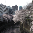 Sakura2017_105